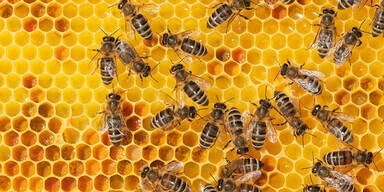 Bienen-Alarm in Deutschland