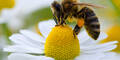 Bienen-Gifte jetzt verboten