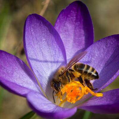 Österreich erblüht