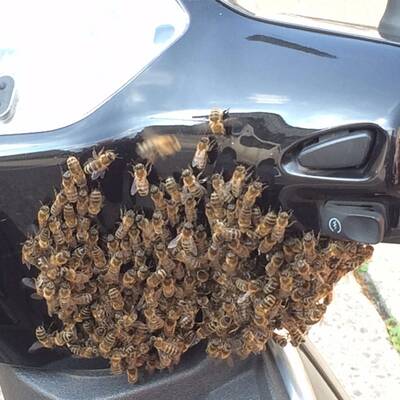 Bienen-Alarm vor dem Lebensministerium