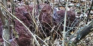 Foto-Beweis: Legendärer Bigfoot lebt