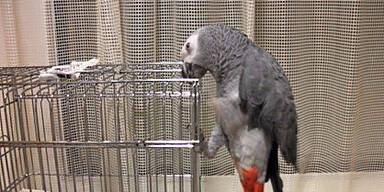 Schmuggel: Z&ouml;llner fanden 818 Tier-Exoten