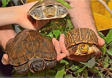 Schmuggel: Zöllner fanden 818 Tier-Exoten