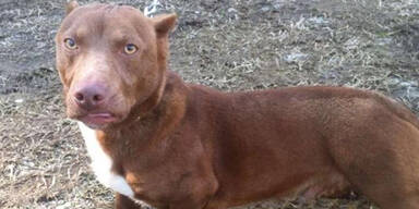 Pitbull-Dackel ist der Renner im Netz