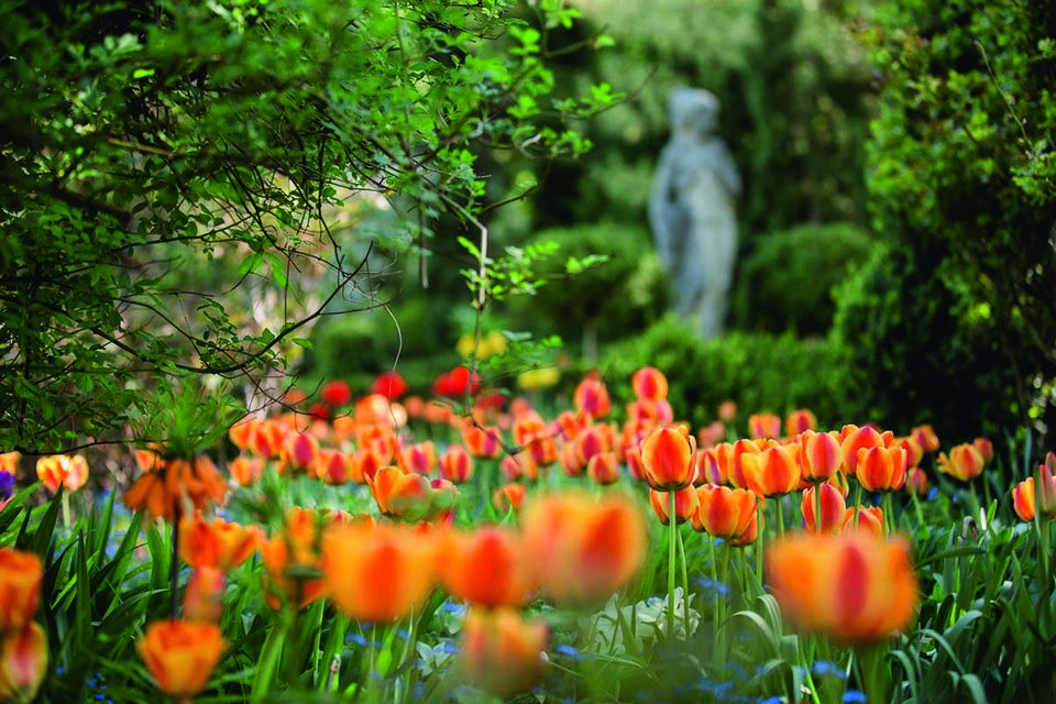 Tulpen-Expertin verrät: So bekommen Sie den schönsten Frühlingsgarten