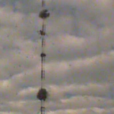 Bisamberg: Sendemasten gesprengt