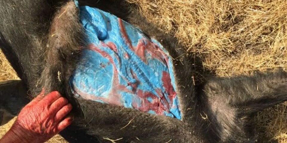 Wildschwein mit blauem Fleisch
