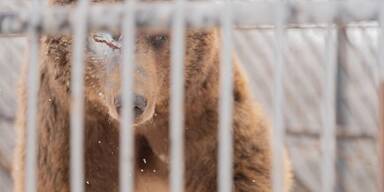 Blinder B&auml;r wurde nach &Ouml;sterreich gebracht.