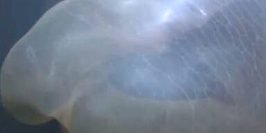Mysteriöses Wesen im Meer gefilmt