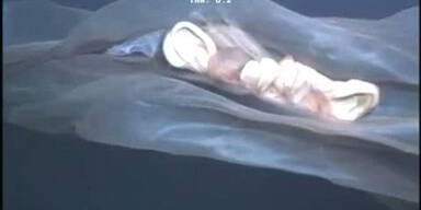 Mysteriöses Wesen im Meer gefilmt