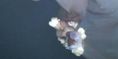 Mysteriöses Wesen im Meer gefilmt