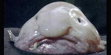 blobfisch