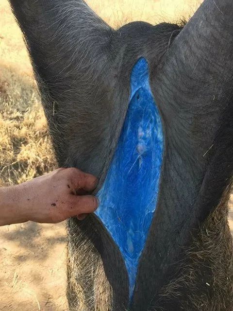 Wildschweine mit neonblauem Fleisch in Kalifornien aufgetaucht - Behörden schlagen Alarm