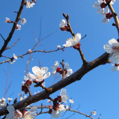 Für das Wochenende wird Vollblüte erwartet