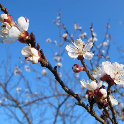 Für das Wochenende wird Vollblüte erwartet