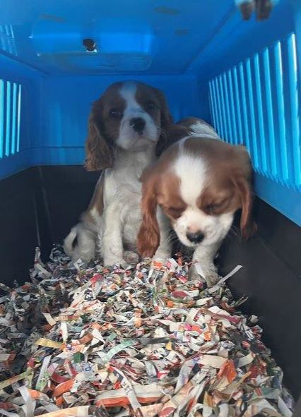 Schmuggel Hunde Welpen Kärnten