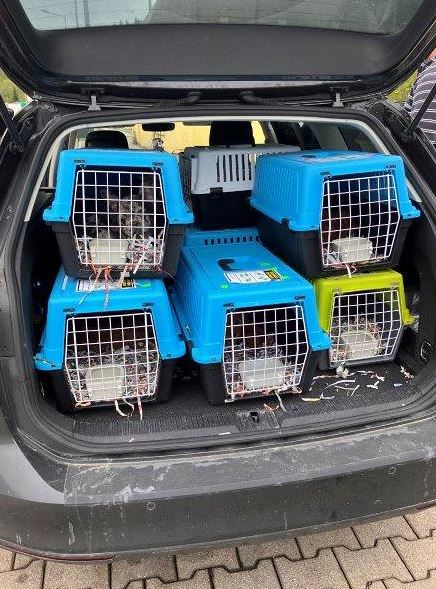 Schmuggel Hunde Welpen Kärnten