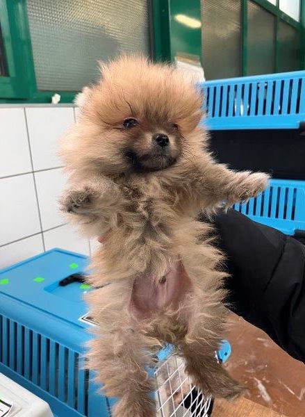 Schmuggel Hunde Welpen Kärnten