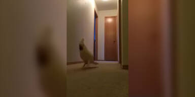 Der verr&uuml;ckteste Papagei der Welt