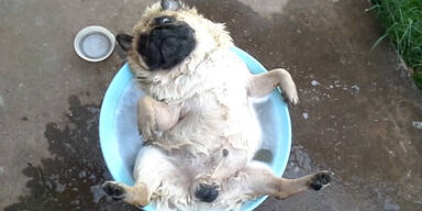 Mops nimmt ein Bad!