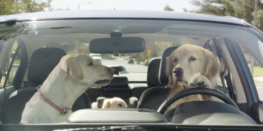 Tierische Autowerbung!