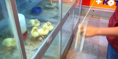 Baby-Enten mit Drehwurm