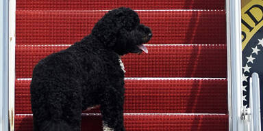 Bo Barack Obama Weißes Haus Hund