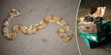 boa in box.png