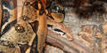 Boa Constrictor