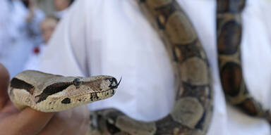W&uuml;rgeschlange als blinder Passagier