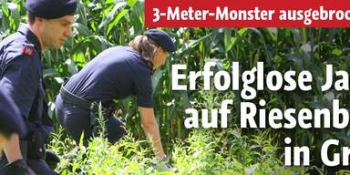 Ausgebüxte Boa Constrictor unauffindbar