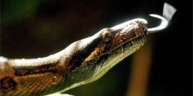 boa_constrictor