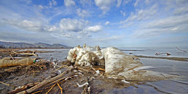 bodensee_vogelgrippe_