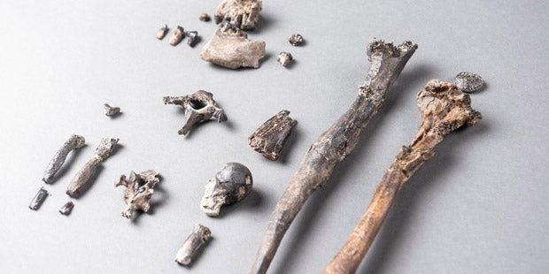 Neuer Vorfahr des Menschen in Bayern entdeckt