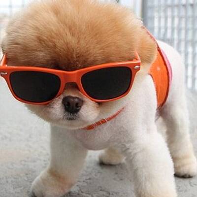 Boo - Der süßeste Hund der Welt