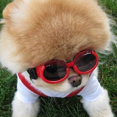 Boo - Der süßeste Hund der Welt