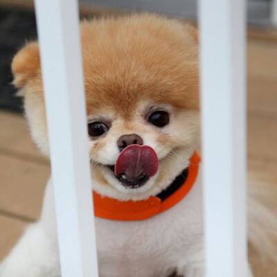 Boo - Der süßeste Hund der Welt