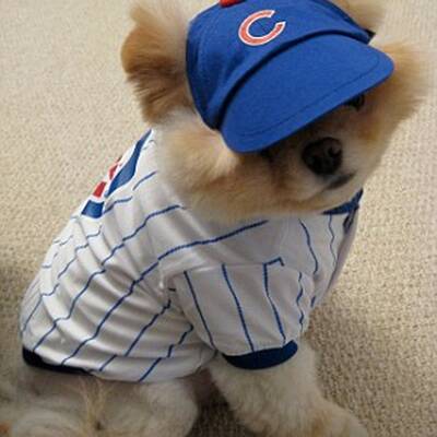 Boo - Der süßeste Hund der Welt