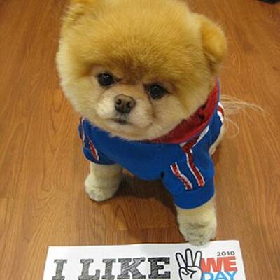 Boo - Der süßeste Hund der Welt