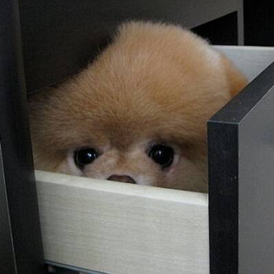 Boo - Der süßeste Hund der Welt