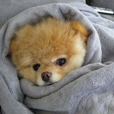 Boo - Der süßeste Hund der Welt