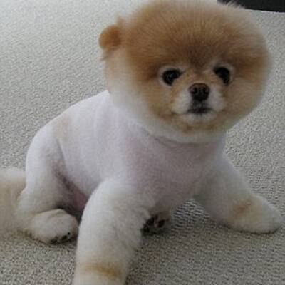 Boo - Der süßeste Hund der Welt