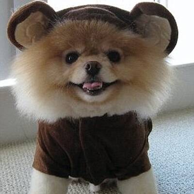 Boo - Der süßeste Hund der Welt