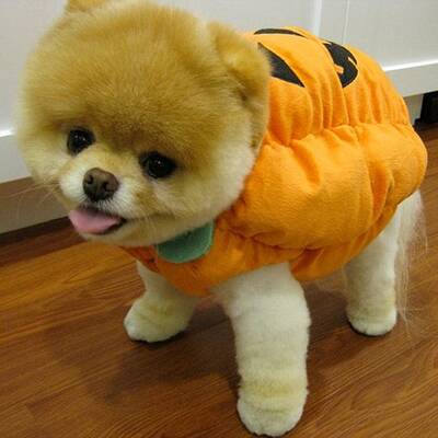 Boo - Der süßeste Hund der Welt