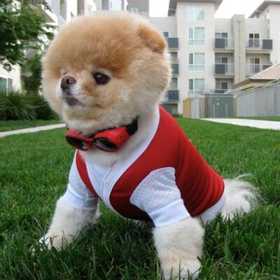 Boo - Der süßeste Hund der Welt