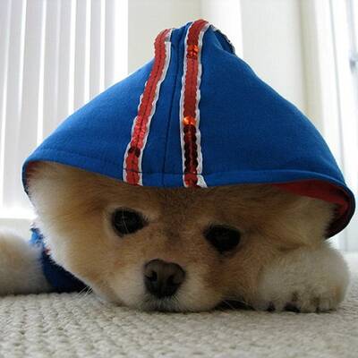 Boo - Der süßeste Hund der Welt