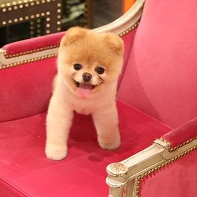 Boo - Der süßeste Hund der Welt