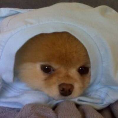 Boo - Der süßeste Hund der Welt