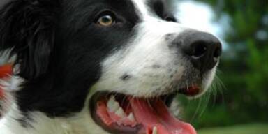 border_collie