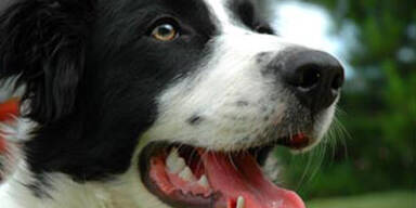 border_collie_148895a